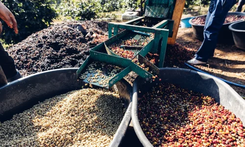 coffee-processing