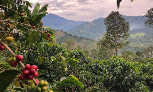 la-gabriela-plantation-2_orig